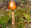 Amanita fulva 